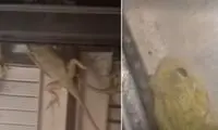 پناه آوردن مارمولک‌ها و قورباغه‌ها به پنجره خانه‌ها