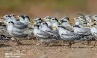 ببینید؛ پیرمردی که با پرنده‌ها صحبت می‌کند!