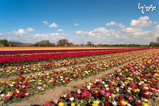 تصاویر دیدنی از مزارع زیبای لاله هلندی
