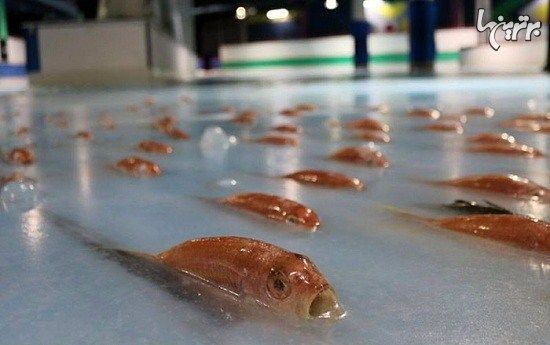 عصبانیت مردم ژاپن از منجمد کردن 5000 ماهی