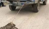 فرد‌‌‌‌‌‌‌‌‌‌‌‌‌‌‌‌‌‌‌ حیوان آزار در نوشهر دستگیر شد