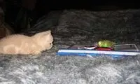 ای جانم!