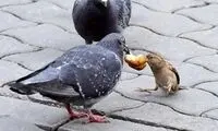 عکس جدید وجالب برای مناظره کاندیداها