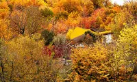 طبیعت پاییزی جنگل گلستان