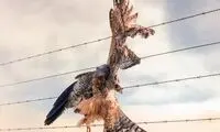 تصویری دلخراش از شاهین گیر کرده لای سیم خاردار