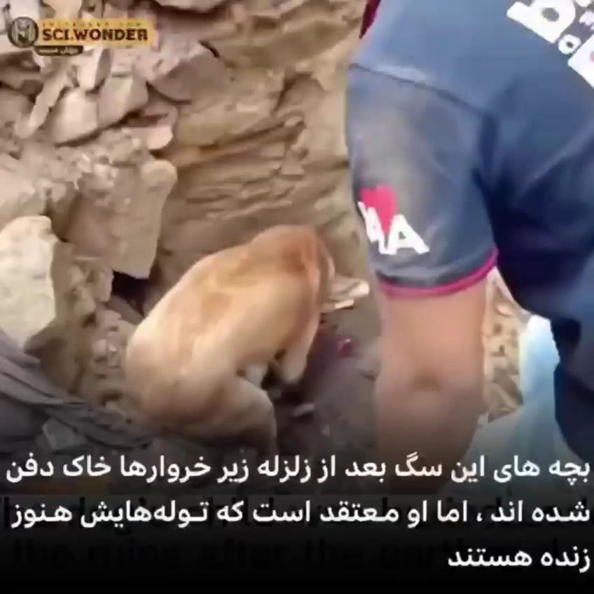 لحظه شیرین تلاش جانانه یک سگ برای نجات توله‌هایش