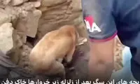 لحظه شیرین تلاش جانانه یک سگ برای نجات توله‌هایش