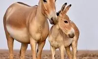 خانواده‌ی قشنگ گور ایرانی در پارک ملی کویر