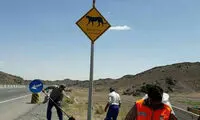 تابلو های هشدار عبور یوزپلنگ در جاده سمنان