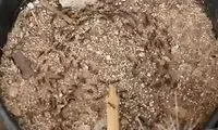 خودکشی عجیب به سبک مورچه ها!
