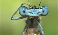 نگاه مبهوت سنجاقک آبی به لنز دوربین /عکس