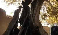 کهنسال ترین چنار کره زمین در ایران +عکس
