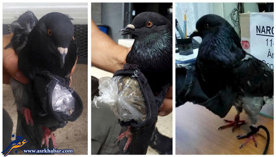 عکس: بازداشت کبوتر قاچاقچی!