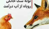 توله سگ خانگی، روباه از آب درآمد