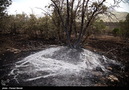 جنگل های زاگرس در آتش سوخت +عکس