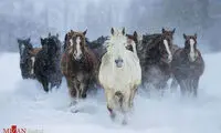 عکس روز نشنال جئوگرافیک