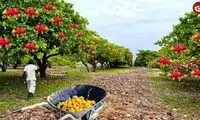 ویدئو جالب از نحوه چیدنِ مرکبات در خیابان