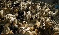 زني سرپرست 1700 گربه و سگ شد!