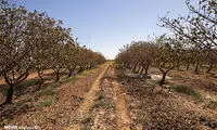 برداشت پسته از باغات جاجرم
