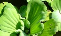 تهدید منابع آبی گیلان با گونه‌ی «کاهوی آبی»