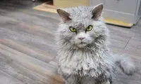 عصبانی‌ترین گربه اینستاگرام