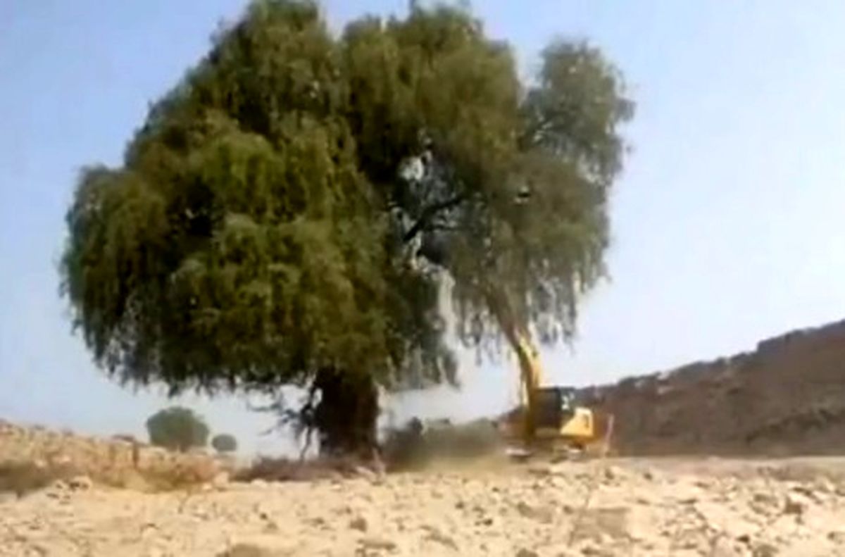 ویدئوی فاجعه درخت‌کُشان در هرمزگان وایرال شد!