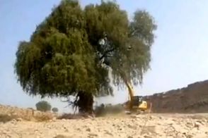 ویدئوی فاجعه درخت‌کُشان در هرمزگان وایرال شد!