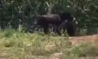 لحظه حمله عجیب الاغ عصبانی به یک شغال