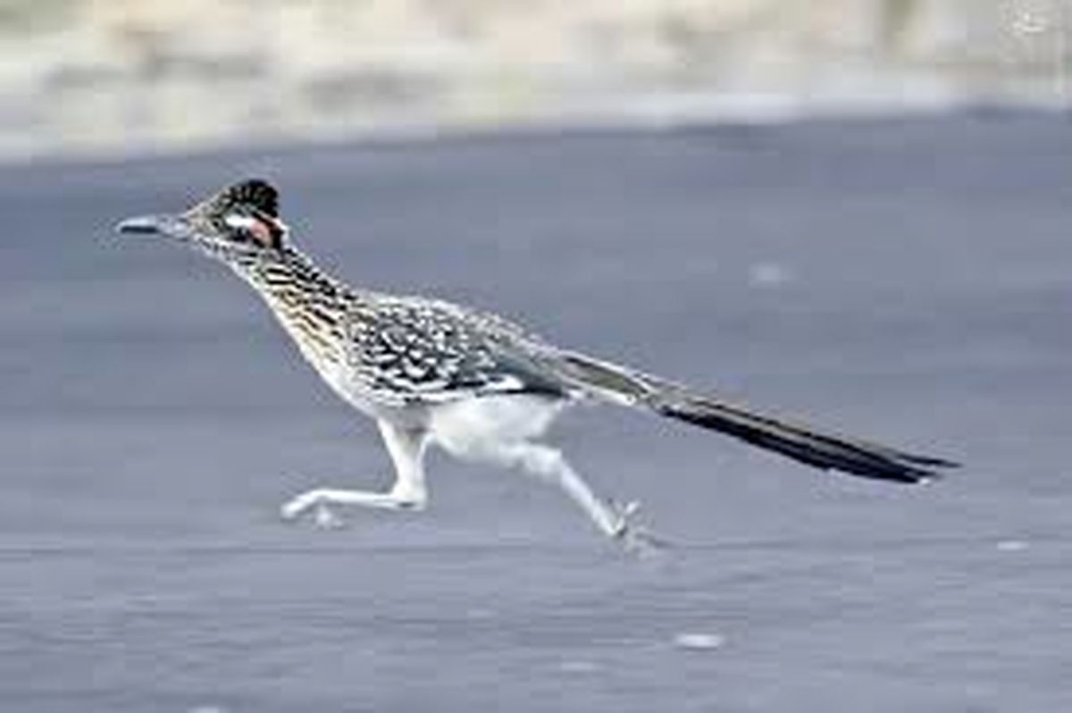 ویدئو دیدنی از میگ میگ در دنیای واقعی