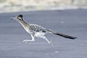 ویدئو دیدنی از میگ میگ در دنیای واقعی