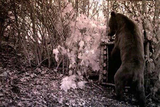 خرس قهوه‌ای نادر در جنگلهای شمال +عکس
