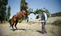 گزارش تصویری: ده روز برای «هُما»