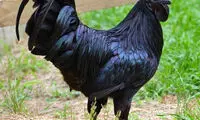 خروس سیاه، گونه ای نادر و زیبا +عکس