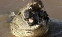 شکار وحشتناک گورخر توسط کروکودیل
