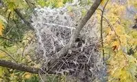 ماجرای پاسخ دندان‌شکن پرندگان به انسان!