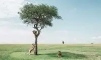 شیر‌های کنیایی در عکس روز نشنال جئوگرافیک