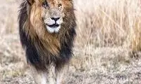 مرگ صورت زخمی، مشهورترین شیرِ روی زمین