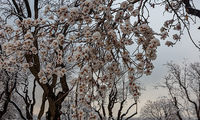 شکوفه‌های یخی