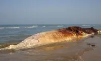 کشف لاشه یک نهنگ بزرگ‌جثه در ساحل بوشهر