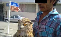 فروش جغد شاخدار کنار خیابان! +عکس