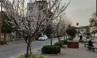 شکوفه دادن درختان در شهر رشت استان گیلان