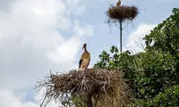 عکس: کوچ لک لک ها به زریوار