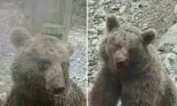 ماجرای جانگداز کشتن یک خرس در سوادکوه