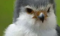 داستانک : زنـدگی خـروسی