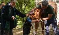 نامزدی «پایان رویاها» در آسیا پاسفیک