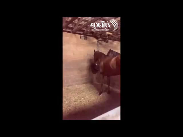 تلاش عجیب اسب برای کندن دم موش!