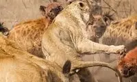 وقتی کفتار‌ها و بوفالوها، شیر‌های بی‌نوا را می‌کُشند!