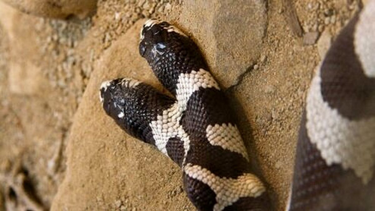 تصاویری از غذا خوردن عجیب یک مار دو سر