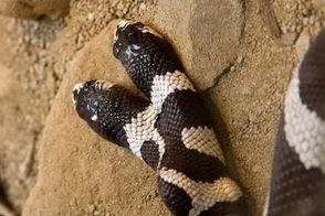 تصاویری از غذا خوردن عجیب یک مار دو سر