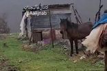 حمله ناگهانی اسب به مادر و فرزندش!